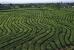 Tea Bushes